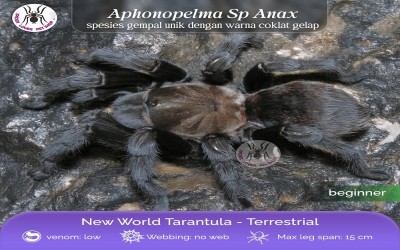 Aphonopelma Sp Anax Sling Tarantula